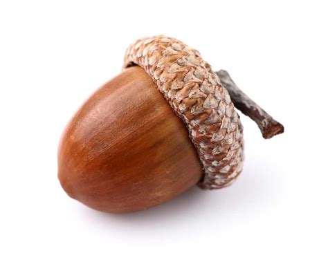 Acorn in Tagalog, translation, English.